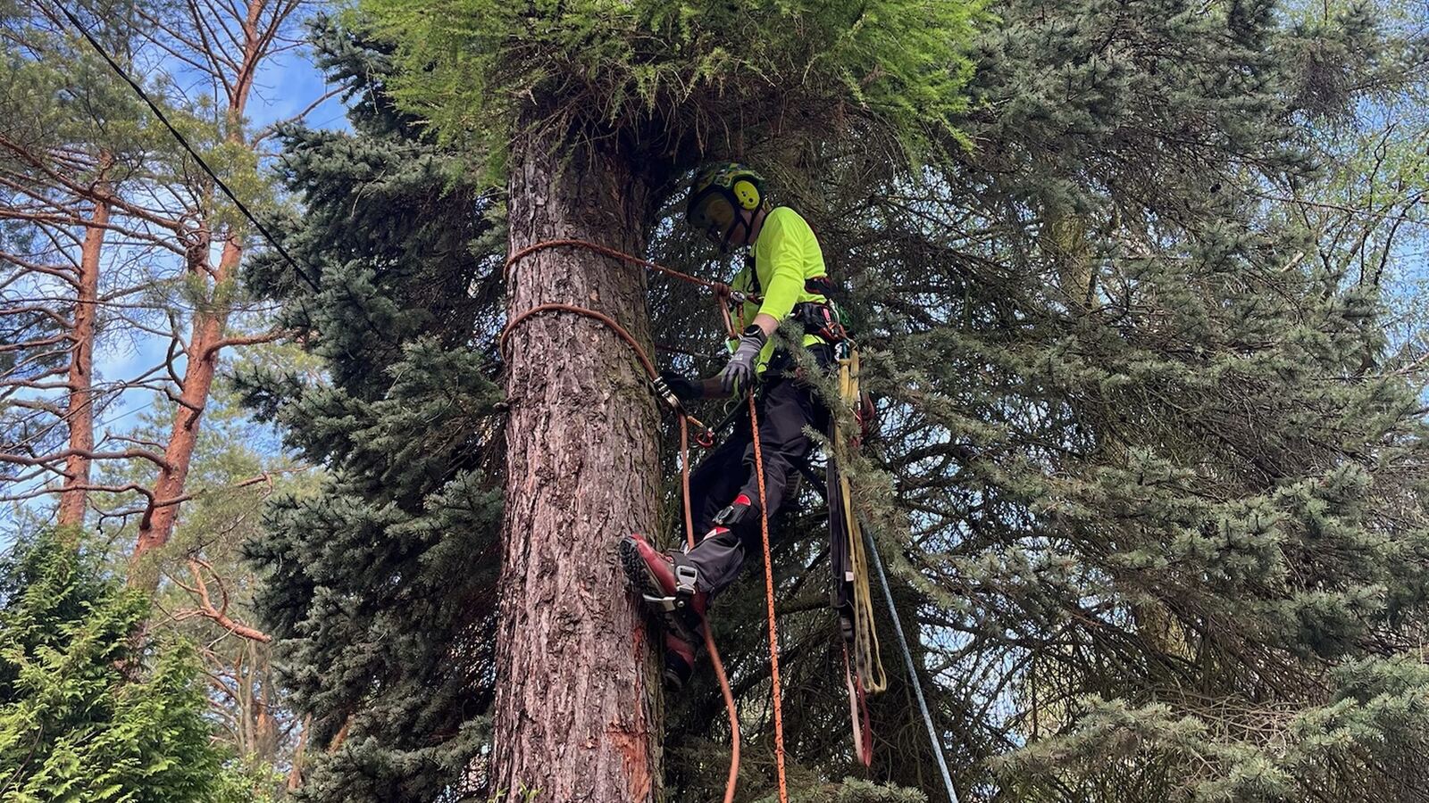 Arborysta Grupy Betula podczas wycinki drzewa metodą alpinistyczną na wysokiej sośnie