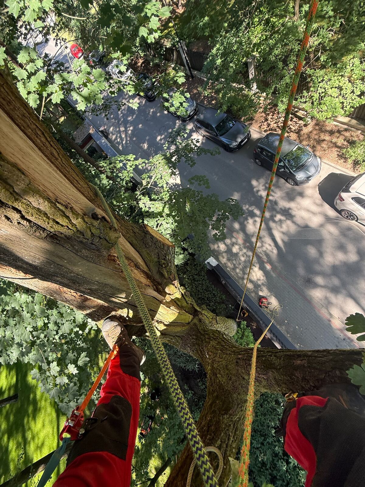 Praca arborysty na wysokości nad ulicą — widok z korony drzewa