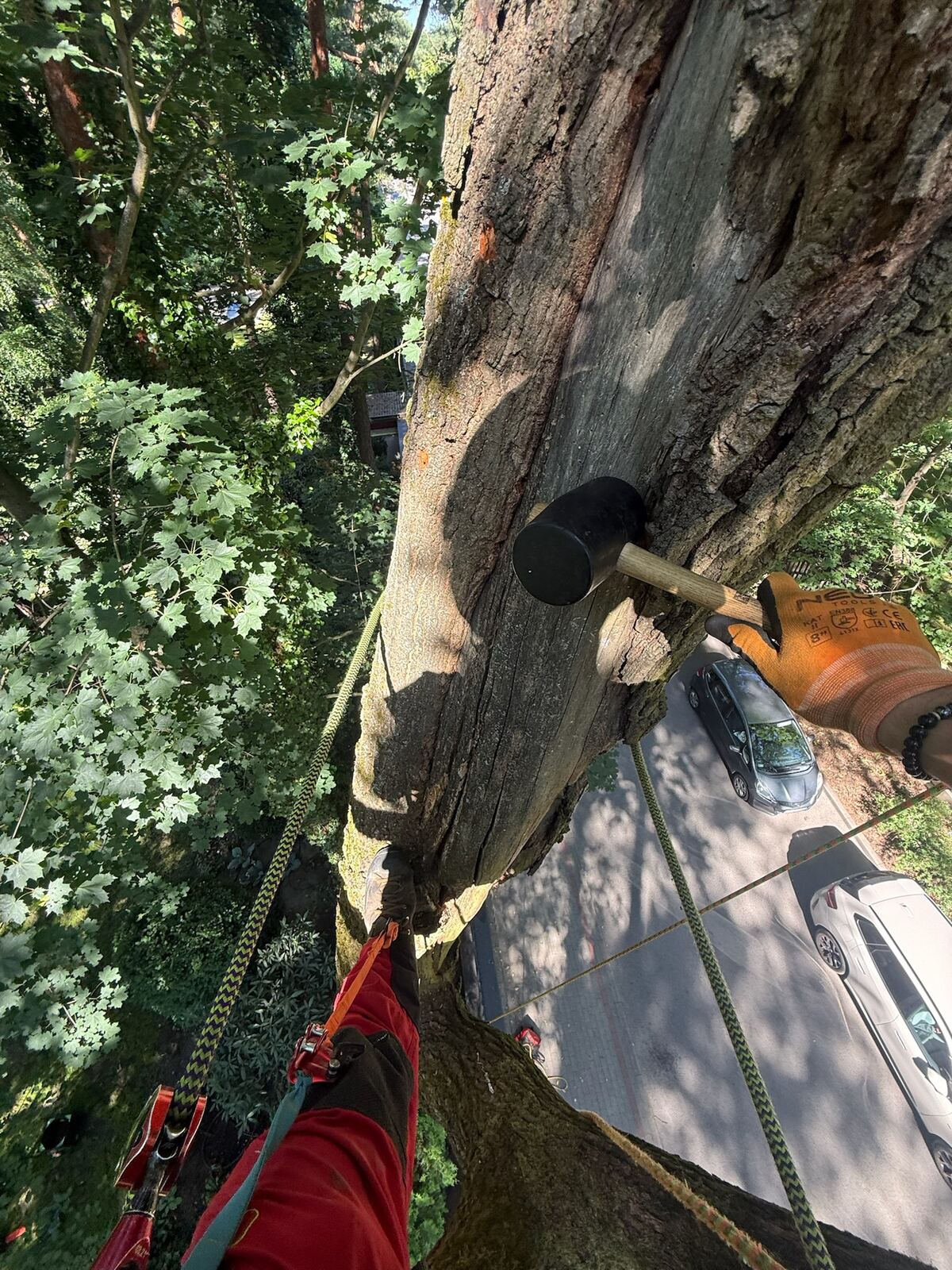 Przycinka gałęzi pilarką w koronie drzewa — prace arborystyczne