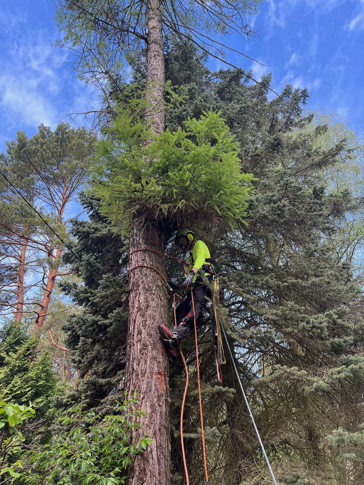 Wycinka wysokiego świerka metodą alpinistyczną — arborysta w koronie drzewa
